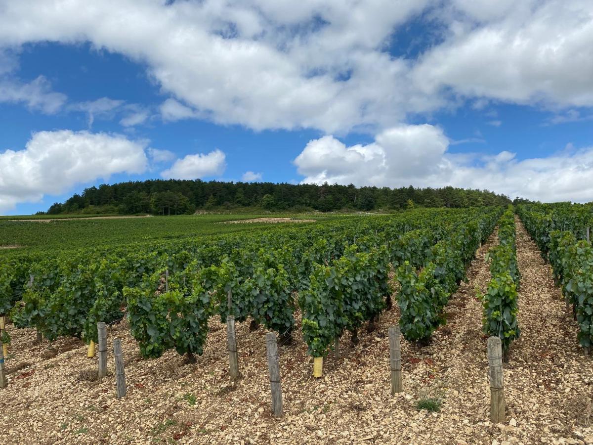 Le Cristallin Gite Plein Coeur De Chablis Daire Dış mekan fotoğraf